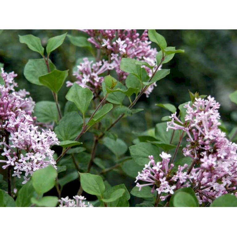 Dværg Syren 'Palibin' Syringa Meyeri 'Palibin' 3 års kraftig krone, Opstammet 60 cm. 7,5 liter potte Dværg Syren 'Palibin' Syringa Meyeri 'Palibin' 3 års Kraftig Krone, Opstammet 60 Cm. 7,5 Liter Potte -Plantetorvet mi2467 syringa meyeri palibin 6bf1