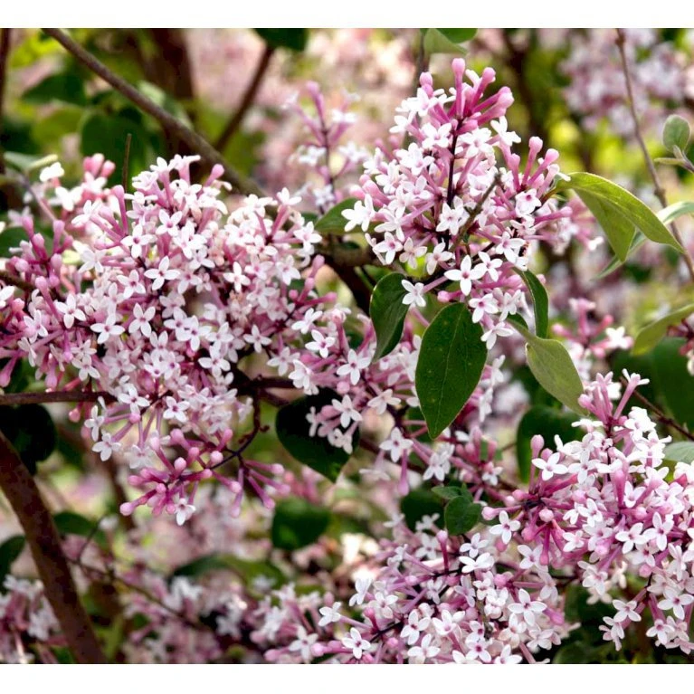 Dværg Syren 'Superba' Syringa Microphylla 'Superba' Med klump,- 100-120 cm. Dværg Syren 'Superba' Syringa Microphylla 'Superba' Med Klump,- 100-120 Cm. -Plantetorvet mi2469 syringa microphylla superba d11a