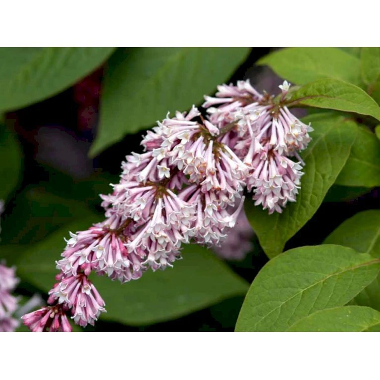 Syren Reflexa Syringa Reflexa Med klump,- 125-150 cm. Syren Reflexa Syringa Reflexa Med Klump,- 125-150 Cm. -Plantetorvet mi2472 syringa reflexa a663