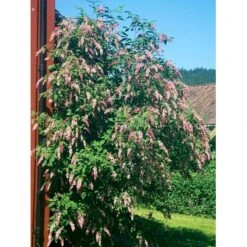 Syren Reflexa Syringa Reflexa Med Klump,- 125-150 Cm. 3 Syren Reflexa Syringa Reflexa Med Klump,- 125-150 Cm. -Plantetorvet mi2472 syringa reflexa e62a