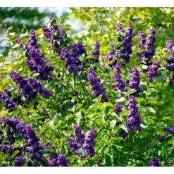 'Andenken An Ludwig Späth' Syringa Vulg. 'Andenken An Ludwig Späth' (storblomstrende) Med Klump,- 150-175 Cm. 4 'Andenken An Ludwig Späth' Syringa Vulg. 'Andenken An Ludwig Späth' (storblomstrende) Med Klump,- 150-175 Cm. -Plantetorvet mi2499 syringa vulg andenken an ludwig spaeth a75d