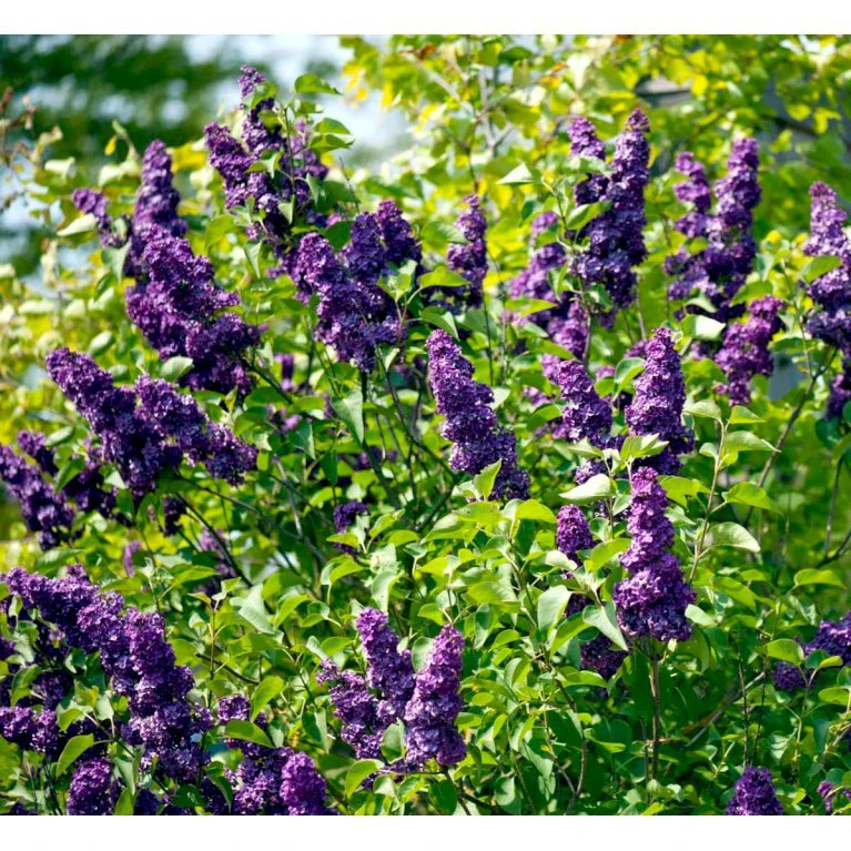 'Andenken An Ludwig Späth' Syringa Vulg. 'Andenken An Ludwig Späth' (storblomstrende) Med klump,- 150-175 cm. 'Andenken An Ludwig Späth' Syringa Vulg. 'Andenken An Ludwig Späth' (storblomstrende) Med Klump,- 150-175 Cm. -Plantetorvet mi2499 syringa vulg andenken an ludwig spaeth a75d