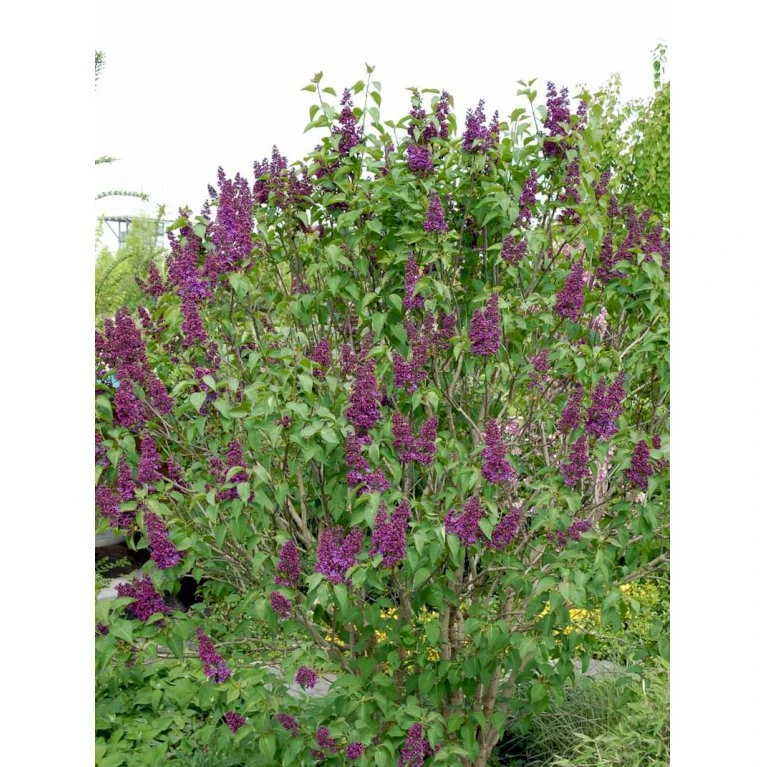 'Andenken An Ludwig Späth' Syringa Vulg. 'Andenken An Ludwig Späth' (storblomstrende) Med klump,- 150-175 cm. 'Andenken An Ludwig Späth' Syringa Vulg. 'Andenken An Ludwig Späth' (storblomstrende) Med Klump,- 150-175 Cm. -Plantetorvet mi2499 syringa vulg andenken an ludwig spaeth e26f