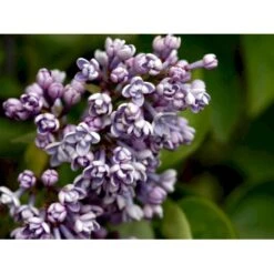 'Katherine Havemeyer' Syringa Vul. 'Katherine Havemeyer' (Storblomstrende) Med Klump,- 150-175 Cm. -Plantetorvet mi2501 syringa vulgaris katherine havemeyer 010c