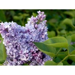 'Katherine Havemeyer' Syringa Vul. 'Katherine Havemeyer' (Storblomstrende) Med Klump,- 150-175 Cm. -Plantetorvet mi2501 syringa vulgaris katherine havemeyer 33d7