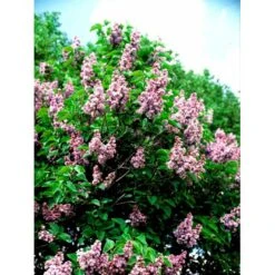 'Katherine Havemeyer' Syringa Vul. 'Katherine Havemeyer' (Storblomstrende) Med Klump,- 150-175 Cm. -Plantetorvet mi2501 syringa vulgaris katherine havemeyer 5101