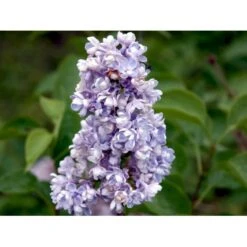 'Katherine Havemeyer' Syringa Vul. 'Katherine Havemeyer' (Storblomstrende) Med Klump,- 150-175 Cm. -Plantetorvet mi2501 syringa vulgaris katherine havemeyer acfe