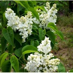 'Mme Lemoine' Syringa Vul, 'Mme. Lemoine' (storblomstrende) Potte 12 Liter,- 80-100 Cm. 7 'Mme Lemoine' Syringa Vul, 'Mme. Lemoine' (storblomstrende) Potte 12 Liter,- 80-100 Cm. -Plantetorvet mi2503 syringa vulgaris mme lemoine 0026