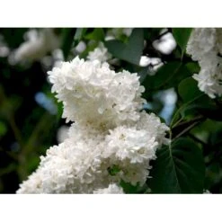 'Mme Lemoine' Syringa Vul, 'Mme. Lemoine' (storblomstrende) Potte 12 Liter,- 80-100 Cm. 5 'Mme Lemoine' Syringa Vul, 'Mme. Lemoine' (storblomstrende) Potte 12 Liter,- 80-100 Cm. -Plantetorvet mi2503 syringa vulgaris mme lemoine 710e