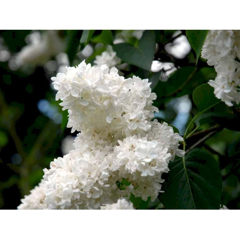 'Mme Lemoine' Syringa Vul, 'Mme. Lemoine' (storblomstrende) Potte 12 liter,- 80-100 cm. 'Mme Lemoine' Syringa Vul, 'Mme. Lemoine' (storblomstrende) Potte 12 Liter,- 80-100 Cm. -Plantetorvet mi2503 syringa vulgaris mme lemoine 710e