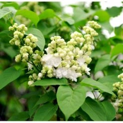 'Mme Lemoine' Syringa Vul, 'Mme. Lemoine' (storblomstrende) Potte 12 Liter,- 80-100 Cm. 8 'Mme Lemoine' Syringa Vul, 'Mme. Lemoine' (storblomstrende) Potte 12 Liter,- 80-100 Cm. -Plantetorvet mi2503 syringa vulgaris mme lemoine a294