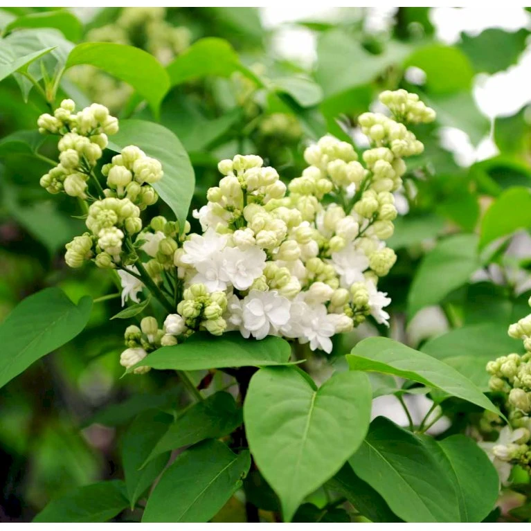 'Mme Lemoine' Syringa Vul, 'Mme. Lemoine' (storblomstrende) Potte 12 liter,- 80-100 cm. 'Mme Lemoine' Syringa Vul, 'Mme. Lemoine' (storblomstrende) Potte 12 Liter,- 80-100 Cm. -Plantetorvet mi2503 syringa vulgaris mme lemoine a294