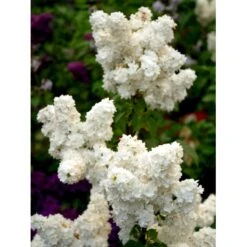 'Mme Lemoine' Syringa Vul, 'Mme. Lemoine' (storblomstrende) Potte 12 Liter,- 80-100 Cm. 6 'Mme Lemoine' Syringa Vul, 'Mme. Lemoine' (storblomstrende) Potte 12 Liter,- 80-100 Cm. -Plantetorvet mi2503 syringa vulgaris mme lemoine f935