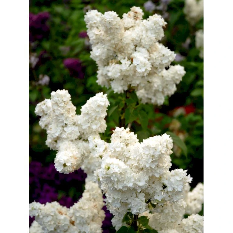 'Mme Lemoine' Syringa Vul, 'Mme. Lemoine' (storblomstrende) Potte 12 liter,- 80-100 cm. 'Mme Lemoine' Syringa Vul, 'Mme. Lemoine' (storblomstrende) Potte 12 Liter,- 80-100 Cm. -Plantetorvet mi2503 syringa vulgaris mme lemoine f935