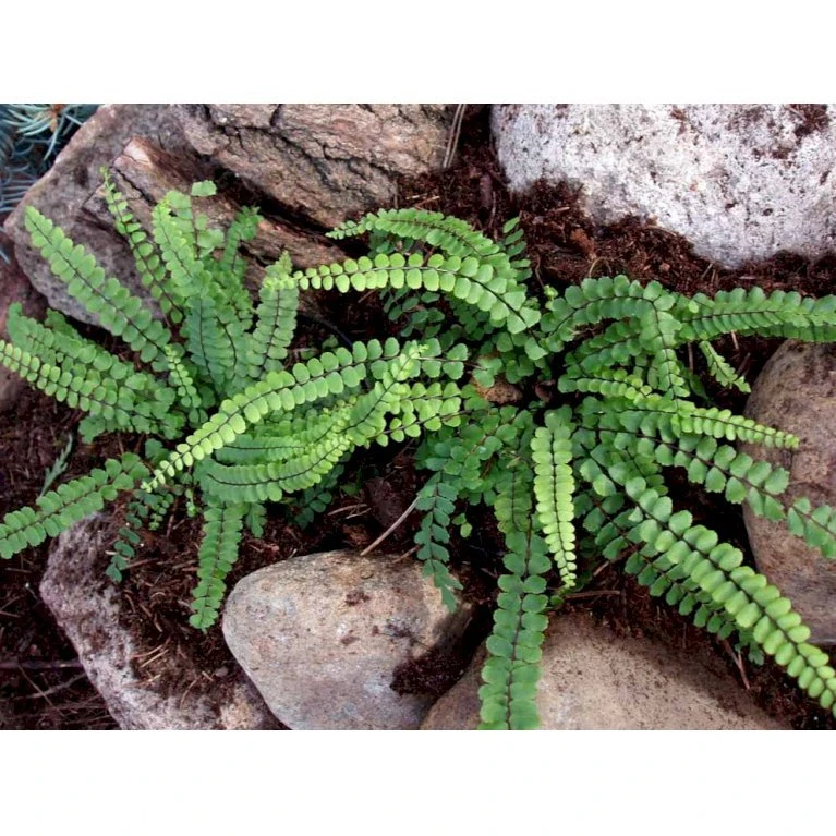 Rundfinnet Radeløv Asplenium Trichomanes 1 liter potte Rundfinnet Radeløv Asplenium Trichomanes 1 Liter Potte -Plantetorvet mi256 asplenium trichomanes 0765