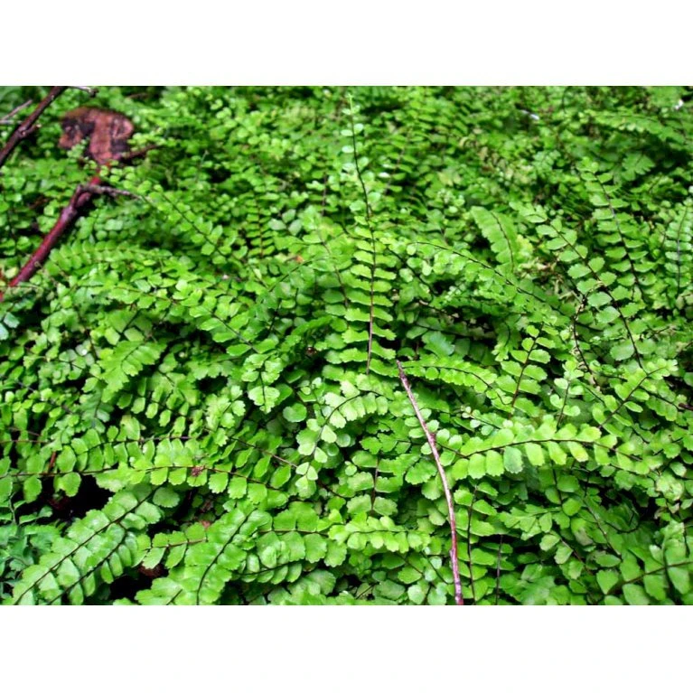 Rundfinnet Radeløv Asplenium Trichomanes 1 liter potte Rundfinnet Radeløv Asplenium Trichomanes 1 Liter Potte -Plantetorvet mi256 asplenium trichomanes 384d