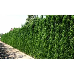 Hækthuja 'Brabant' - Thuja Occidentalis 'Brabant' - Hækplanter 6 Hækthuja 'Brabant' - Thuja Occidentalis 'Brabant' - Hækplanter -Plantetorvet mi2582 thuja occidentalis brabrant 9c1f