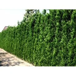 Hækthuja 'Brabant' Thuja Occidentalis 'Brabant' Med Klump,- 200-225 Cm. -Plantetorvet mi2582 thuja occidentalis brabrant 9c1f 4