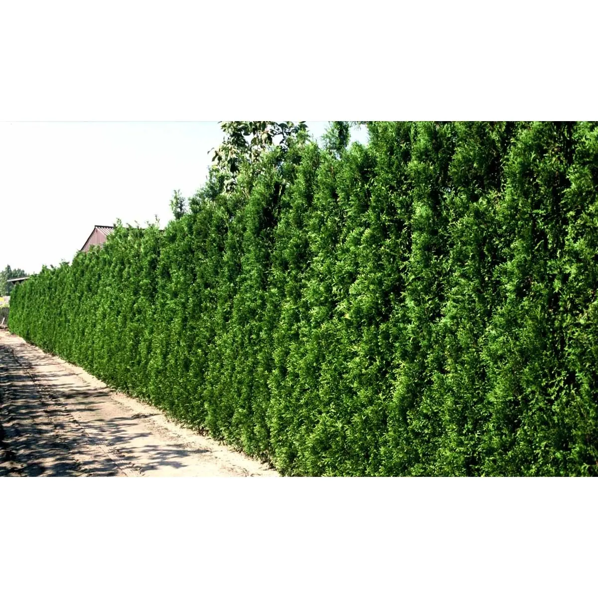 Hækthuja 'Brabant' - Thuja occidentalis 'Brabant' - Hækplanter Hækthuja 'Brabant' - Thuja Occidentalis 'Brabant' - Hækplanter -Plantetorvet mi2582 thuja occidentalis brabrant 9c1f
