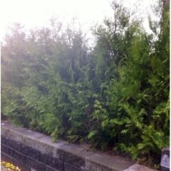 Hækthuja 'Brabant' Thuja Occidentalis 'Brabant' Med Klump,- 150-175 Cm. -Plantetorvet mi2582 thuja occidentalis brabrant f86d 1