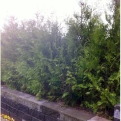 Hækthuja 'Brabant' Thuja Occidentalis 'Brabant' Med Klump,- 175-200 Cm. 8 Hækthuja 'Brabant' Thuja Occidentalis 'Brabant' Med Klump,- 175-200 Cm. -Plantetorvet mi2582 thuja occidentalis brabrant f86d