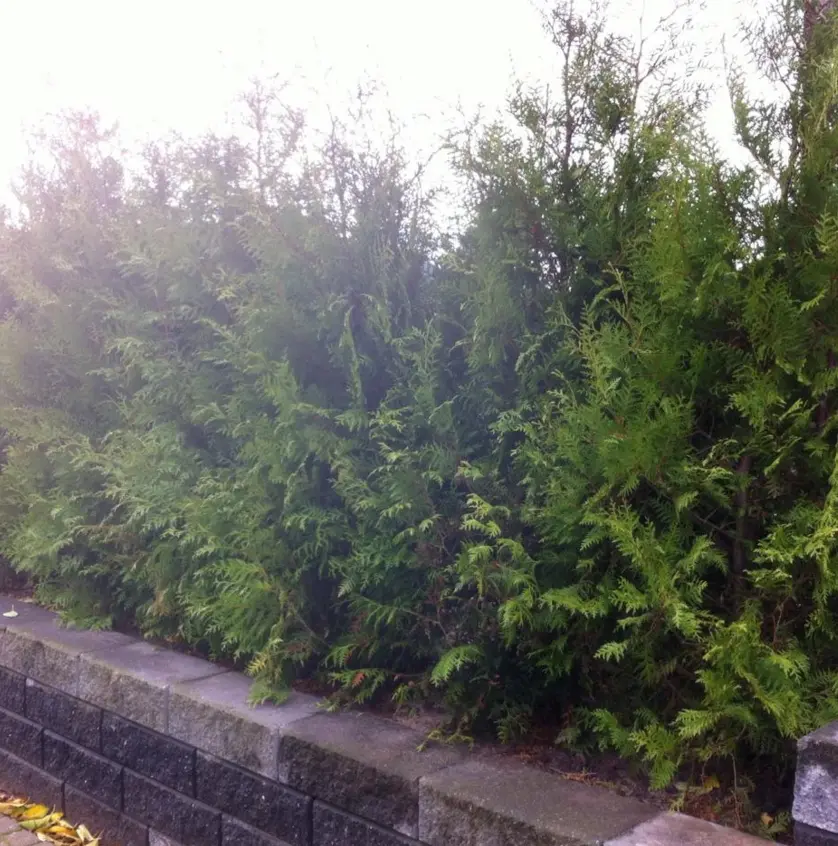 Hækthuja 'Brabant' - Thuja occidentalis 'Brabant' - Hækplanter Hækthuja 'Brabant' - Thuja Occidentalis 'Brabant' - Hækplanter -Plantetorvet mi2582 thuja occidentalis brabrant f86d