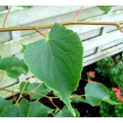 Småbladet Lind Tilia Cordata Potte 7,5 Liter 150-175 Cm. -Plantetorvet mi2630 tilia cordata ba92