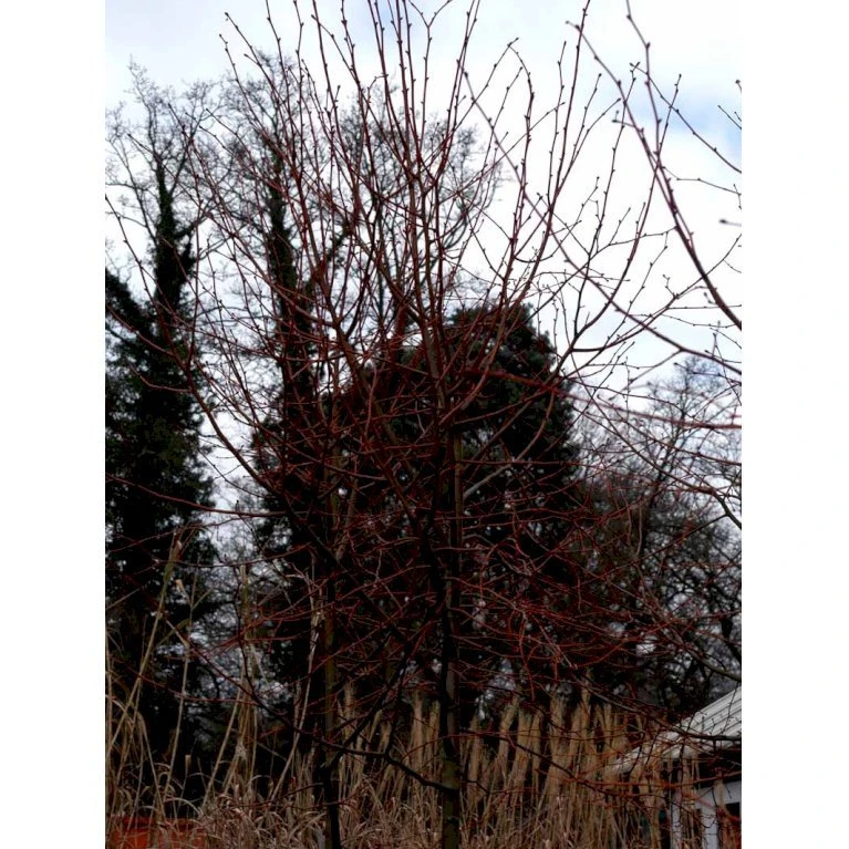 Orangebarket Lind 'Winter Orange' Tilia Cordata 'Winter Orange' Heister 175-200 cm. Med potte Orangebarket Lind 'Winter Orange' Tilia Cordata 'Winter Orange' Heister 175-200 Cm. Med Potte -Plantetorvet mi2638 tilia cordata winter orange 9b4a