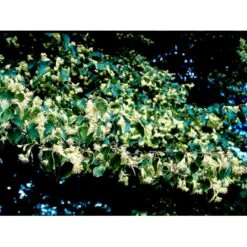 Småbladet Lind 'Greenspire' Tilia Cordata 'Greenspire' Stammehøjde Ca. 220-240cm. + Krone,- Omkreds 20-25 Cm. Med Klump. 4 Småbladet Lind 'Greenspire' Tilia Cordata 'Greenspire' Stammehøjde Ca. 220-240cm. + Krone,- Omkreds 20-25 Cm. Med Klump. -Plantetorvet mi2642 tilia cordata greenspire fb37