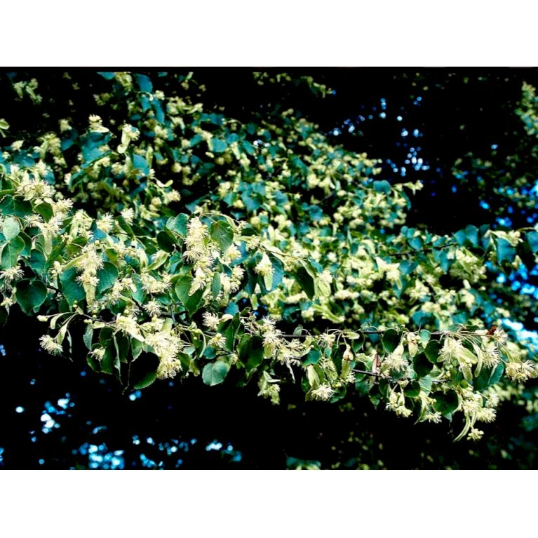 Småbladet Lind 'Greenspire' Tilia Cordata 'Greenspire' Stammehøjde ca. 220-240cm. + krone,- omkreds 20-25 cm. med klump. Småbladet Lind 'Greenspire' Tilia Cordata 'Greenspire' Stammehøjde Ca. 220-240cm. + Krone,- Omkreds 20-25 Cm. Med Klump. -Plantetorvet mi2642 tilia cordata greenspire fb37