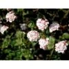 Duft-snebolle 'Aurora' Viburnum Carlesii 'Aurora' Med Klump,- 100-120 Cm. 2 Duft-snebolle 'Aurora' Viburnum Carlesii 'Aurora' Med Klump,- 100-120 Cm. -Plantetorvet mi2718 viburnum carlesii aurora fbf7