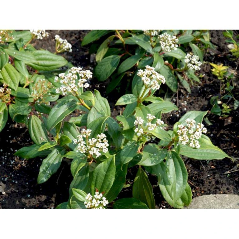 Dværgkvalkved Viburnum Davidii Potte 3,0 liter,- 25-30 cm. Dværgkvalkved Viburnum Davidii Potte 3,0 Liter,- 25-30 Cm. -Plantetorvet mi2719 viburnum davidii 0dc2