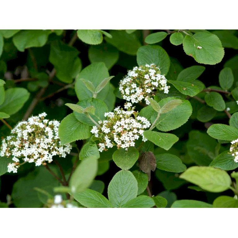 Pibekvalkved Viburnum Lantana Solitær busk 125-150 cm., med klump Pibekvalkved Viburnum Lantana Solitær Busk 125-150 Cm., Med Klump -Plantetorvet mi2721 viburnum lantana 8093