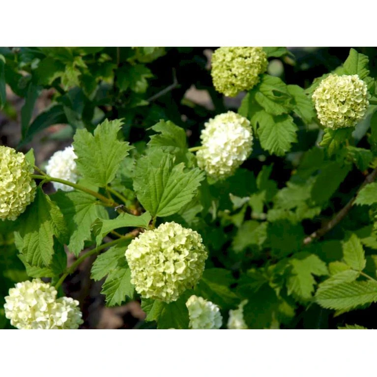 Snebolle Viburnum Opulus 'Roseum' Med klump,- 125-150 cm. Snebolle Viburnum Opulus 'Roseum' Med Klump,- 125-150 Cm. -Plantetorvet mi2726 viburnum opulus roseum a311