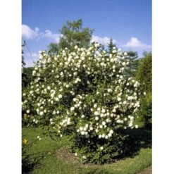 Snebolle Viburnum Opulus 'Roseum' Med Klump,- 125-150 Cm. 4 Snebolle Viburnum Opulus 'Roseum' Med Klump,- 125-150 Cm. -Plantetorvet mi2726 viburnum opulus roseum b072