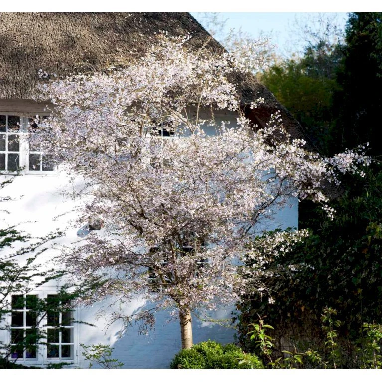 Prydkirsebær 'Hally Jolivette' Prunus Subhirtella 'Hally Jolivette' Opstammet 150 cm. med potte Prydkirsebær 'Hally Jolivette' Prunus Subhirtella 'Hally Jolivette' Opstammet 150 Cm. Med Potte -Plantetorvet mi2820 prunus subhirtella hally jolivette 92c4