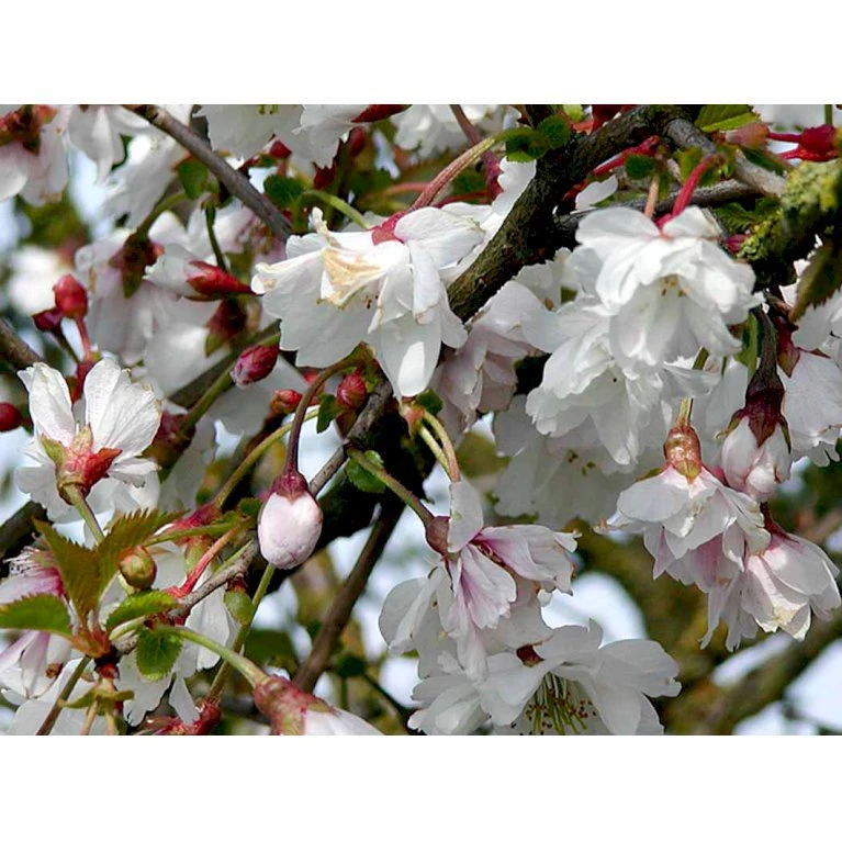 Prydkirsebær 'Hally Jolivette' Prunus Subhirtella 'Hally Jolivette' Opstammet 150 cm. med potte Prydkirsebær 'Hally Jolivette' Prunus Subhirtella 'Hally Jolivette' Opstammet 150 Cm. Med Potte -Plantetorvet mi2820 prunus subhirtella hally jolivette ddc1