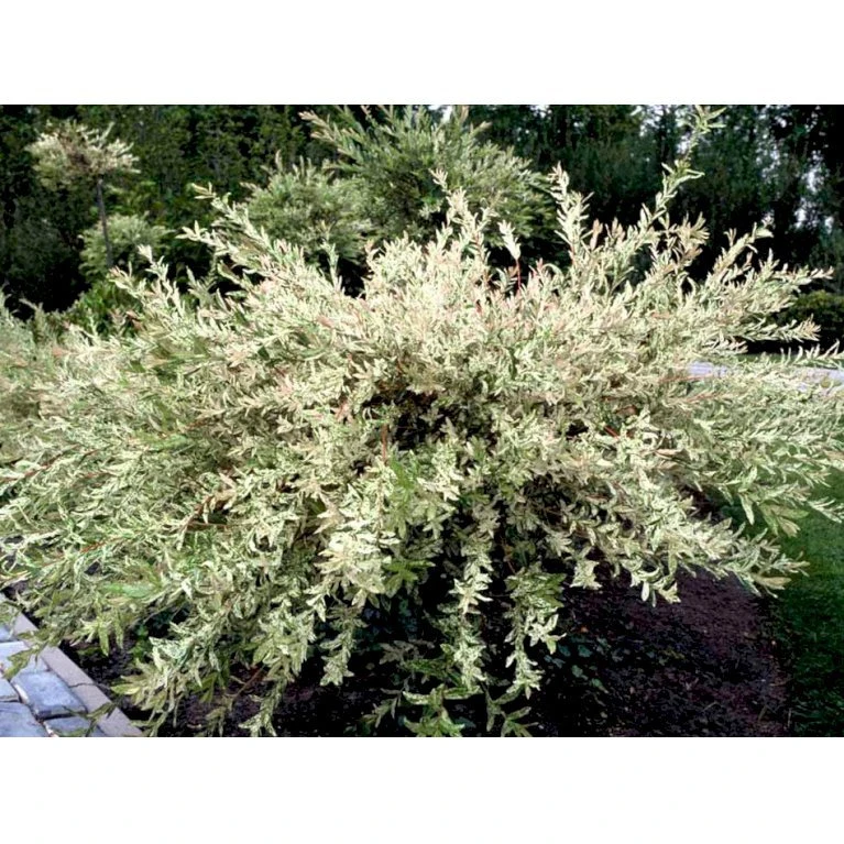 Broget Japansk Pil Salix Integra 'Hakuro Nishiki' Opstammet 60 cm. med potte Broget Japansk Pil Salix Integra 'Hakuro Nishiki' Opstammet 60 Cm. Med Potte -Plantetorvet mi2821 salix integra hakuro nishiki 34b6