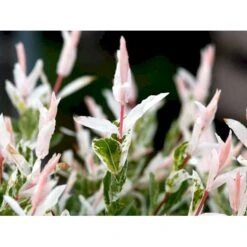 Broget Japansk Pil Salix Integra 'Hakuro Nishiki' Opstammet 60 Cm. Med Potte 9 Broget Japansk Pil Salix Integra 'Hakuro Nishiki' Opstammet 60 Cm. Med Potte -Plantetorvet mi2821 salix integra hakuro nishiki 6639