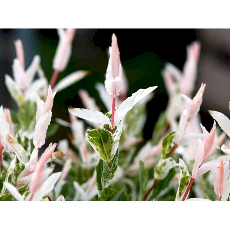 Broget Japansk Pil Salix Integra 'Hakuro Nishiki' Opstammet 60 cm. med potte Broget Japansk Pil Salix Integra 'Hakuro Nishiki' Opstammet 60 Cm. Med Potte -Plantetorvet mi2821 salix integra hakuro nishiki 6639