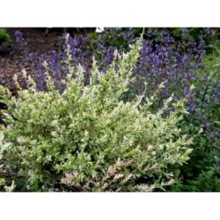 Broget Japansk Pil Salix Integra 'Hakuro Nishiki' Opstammet 60 Cm. Med Potte 8 Broget Japansk Pil Salix Integra 'Hakuro Nishiki' Opstammet 60 Cm. Med Potte -Plantetorvet mi2821 salix integra hakuro nishiki 6a06
