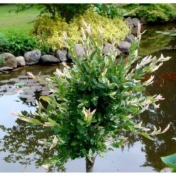 Broget Japansk Pil Salix Integra 'Hakuro Nishiki' Opstammet 60 Cm. Med Potte 6 Broget Japansk Pil Salix Integra 'Hakuro Nishiki' Opstammet 60 Cm. Med Potte -Plantetorvet mi2821 salix integra hakuro nishiki 80bb