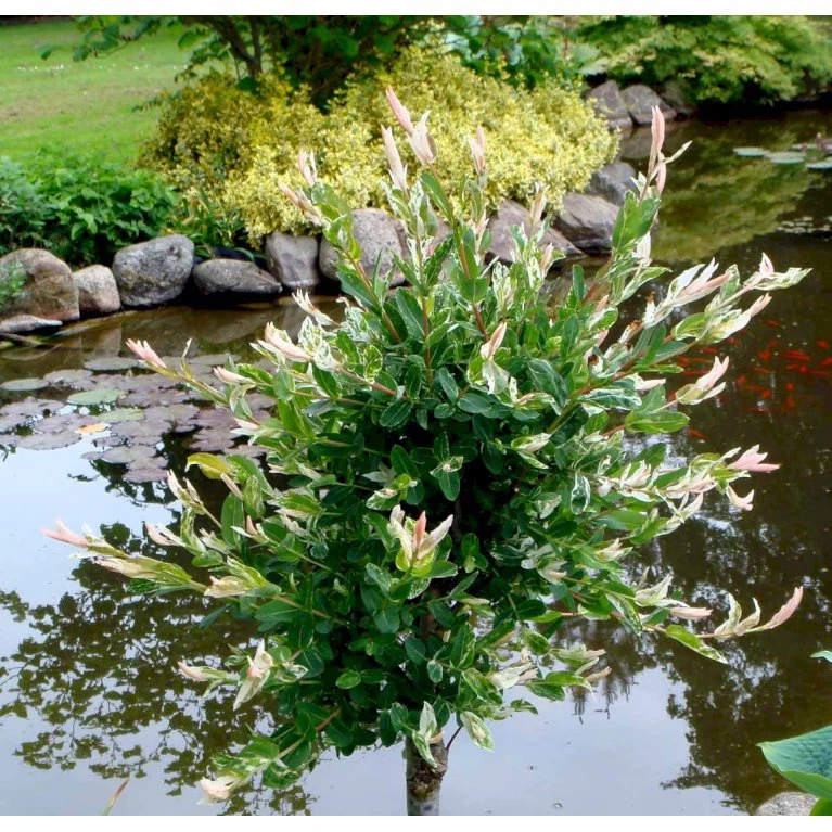 Broget Japansk Pil Salix Integra 'Hakuro Nishiki' Opstammet 60 cm. med potte Broget Japansk Pil Salix Integra 'Hakuro Nishiki' Opstammet 60 Cm. Med Potte -Plantetorvet mi2821 salix integra hakuro nishiki 80bb