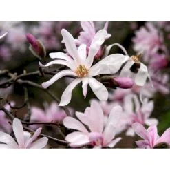 Magnolia 'Leonard Messel' Magnolia X Loebneri 'Leonard Messel' Med Klump,- 150-175 Cm. -Plantetorvet mi2826 magnolia x loebneri leonard messel 7205