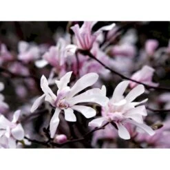 Magnolia 'Leonard Messel' Magnolia X Loebneri 'Leonard Messel' Med Klump,- 150-175 Cm. -Plantetorvet mi2826 magnolia x loebneri leonard messel 978b