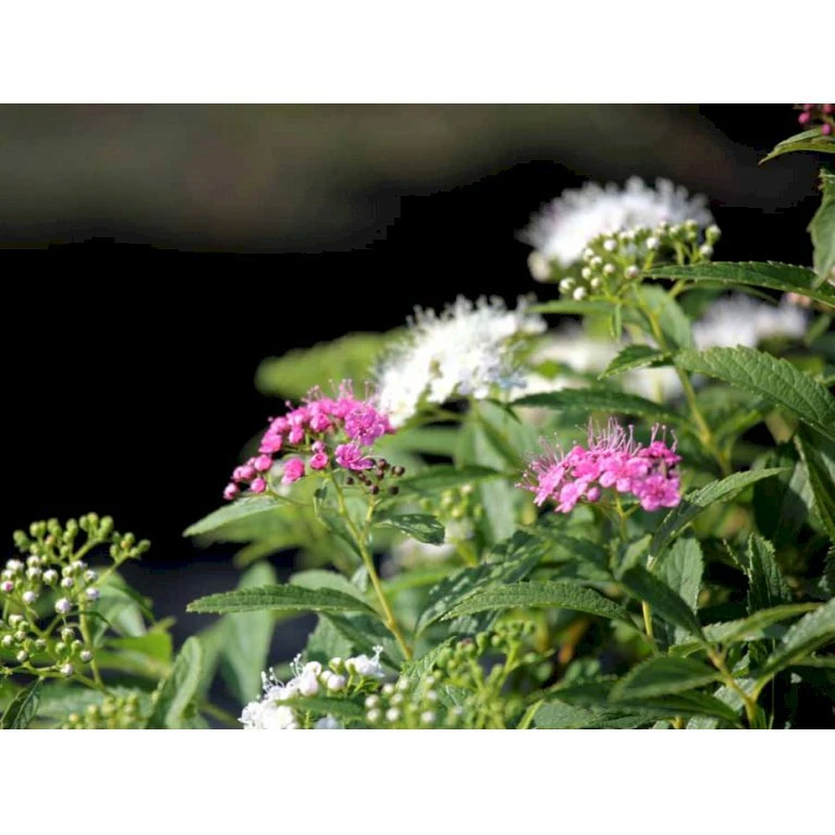 Spiræa 'Shirobana' Spiraea Japonica 'Shirobana' Potte 4,0 liter,- 30-40 cm. Spiræa 'Shirobana' Spiraea Japonica 'Shirobana' Potte 4,0 Liter,- 30-40 Cm. -Plantetorvet mi2830 spiraea japonica shirobana af2d