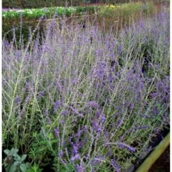 Russisk Salvie 'Blue Spire' Perovskia Atriplicifolia 'Blue Spire' Potte 2 Liter. -Plantetorvet mi2844 perovskia atriplicifolia blue spire 6898