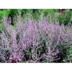 Russisk Salvie 'Blue Spire' Perovskia Atriplicifolia 'Blue Spire' Potte 2 Liter. -Plantetorvet mi2844 perovskia atriplicifolia blue spire 9827