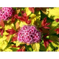 Spiræa 'Magic Carpet' Spiraea Japonica 'Magic Carpet' 3,5 Liter Potte 4 Spiræa 'Magic Carpet' Spiraea Japonica 'Magic Carpet' 3,5 Liter Potte -Plantetorvet mi2846 spiraea japonica magic carpet 34fc
