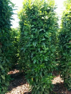 Kirsebærlaurbær 'Genolia' - Prunus Laurocerasus 'Genolia' - Hækplanter